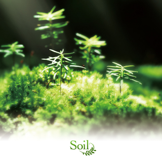 Rewrite Arrange Album 'Soil' Key