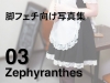 Zephyranthes 03